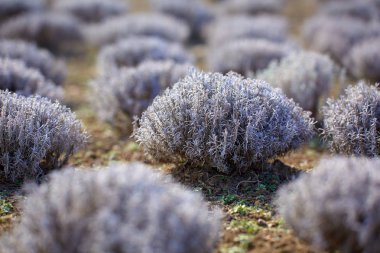Bir çiftlikte erken baharda lavanta çalılar