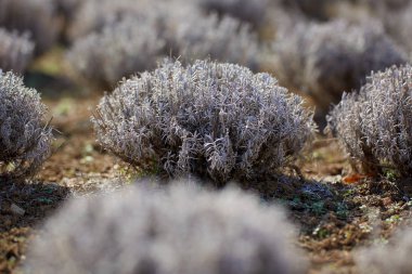 Bir çiftlikte erken baharda lavanta çalılar