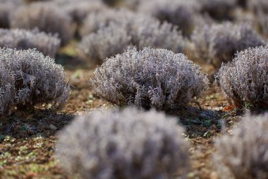 Bir çiftlikte erken baharda lavanta çalılar