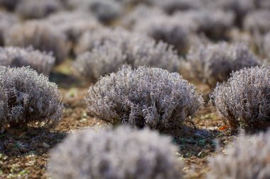 Bir çiftlikte erken baharda lavanta çalılar
