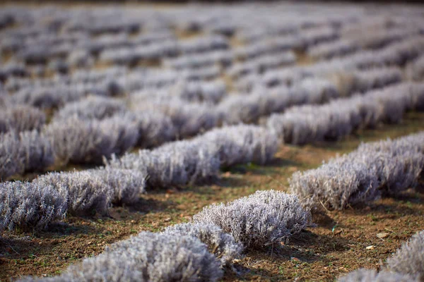 Arbustos Lavanda Principios Primavera Una Plantación —  Fotos de Stock