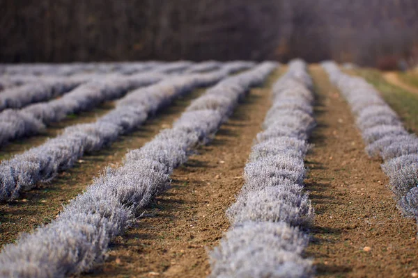 Lavendel Buskar Tidigt Våren Plantage — Stockfoto