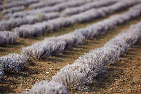 Arbustos Lavanda Início Primavera Uma Plantação — Fotografia de Stock