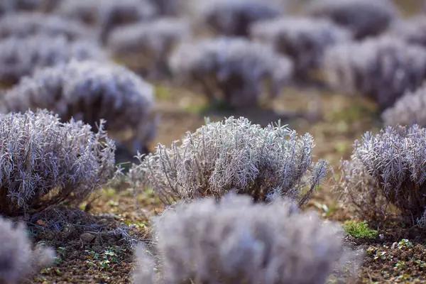 Cespugli Lavanda All Inizio Della Primavera Una Piantagione — Foto Stock