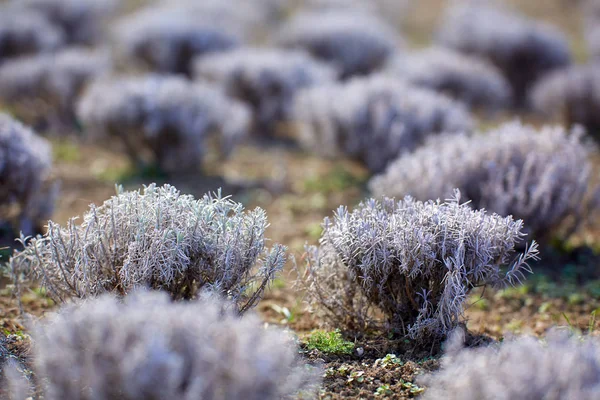 Arbustos Lavanda Início Primavera Uma Plantação — Fotografia de Stock