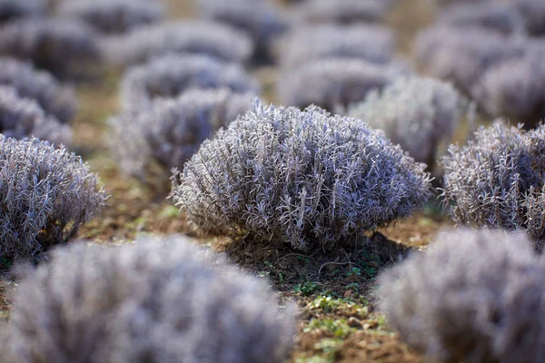 Arbustos Lavanda Início Primavera Uma Plantação — Fotografia de Stock