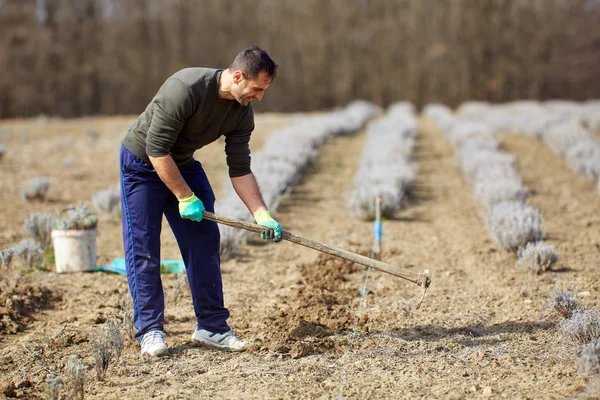 Agricoltore Che Lavora Nella Sua Piantagione Lavanda Giorno — Foto Stock