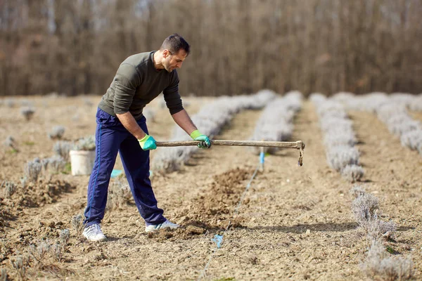 Agricoltore Che Lavora Nella Sua Piantagione Lavanda Giorno — Foto Stock