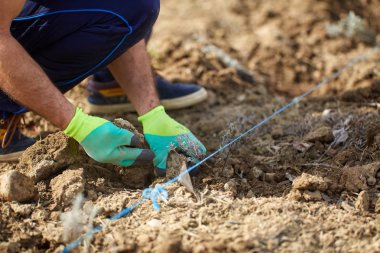 Çiftçinin dikim lavanta fidan alanında, closeup eller 