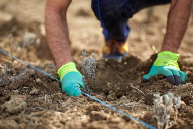 Çiftçinin dikim lavanta fidan alanında, closeup eller 