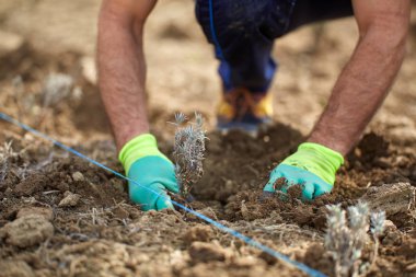 Çiftçinin dikim lavanta fidan alanında, closeup eller 