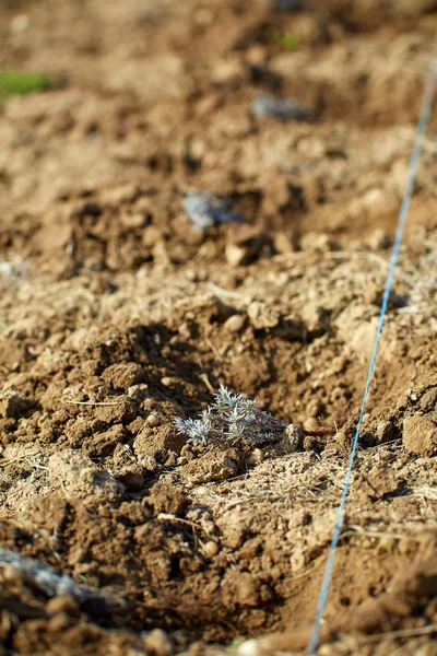 Lavendel Plantor Redo Att Planteras Utomhus — Stockfoto