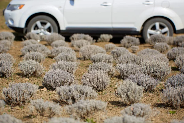 Jordbrukarens Suv Bil Fältet Lavendel Jordbruks Livsstil — Stockfoto