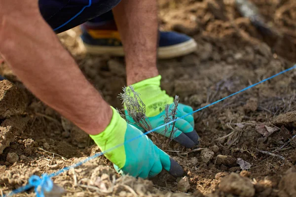 Farmer Ręce Sadzenia Sadzonki Lawendy Polu Zbliżenie — Zdjęcie stockowe