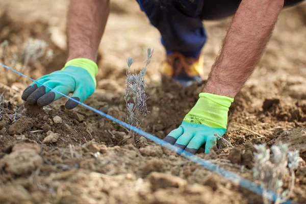 Farmer Ręce Sadzenia Sadzonki Lawendy Polu Zbliżenie — Zdjęcie stockowe