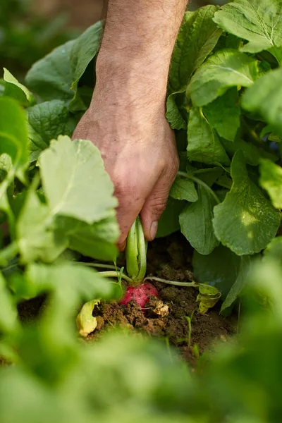 Bauernhand Zieht Roten Rettich Aus Der Erde Nahaufnahme — Stockfoto