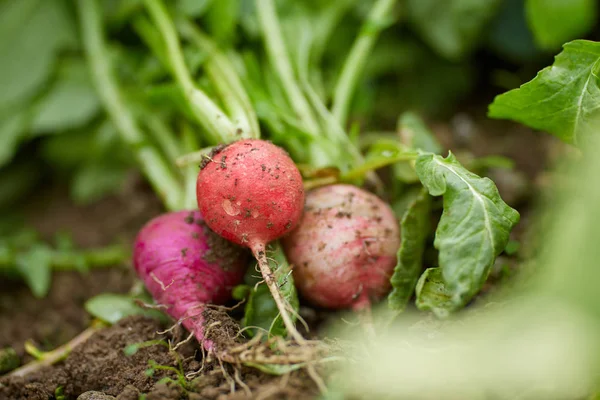 Closeup Frehly Picked Red Radishes Ground — Stock Photo, Image