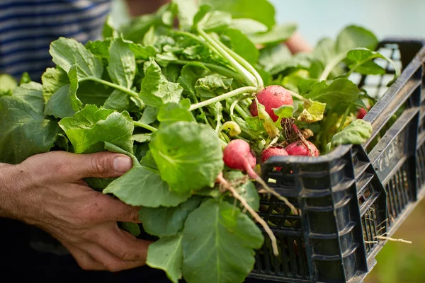 Agricultor Sosteniendo Una Caja Rábanos Rojos Recién Recogidos — Foto de Stock