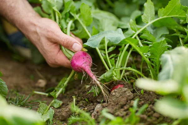 Mano Del Agricultor Sacando Rábano Rojo Del Suelo Primer Plano —  Fotos de Stock