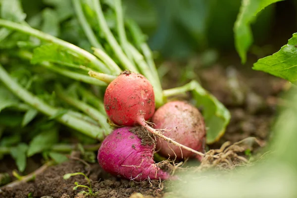 Closeup Frehly Picked Red Radishes Ground — Stock Photo, Image