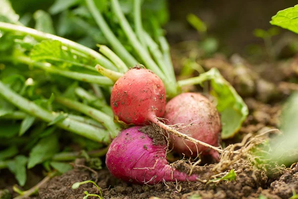 Primo Piano Ravanelli Rossi Appena Raccolti Terra — Foto Stock