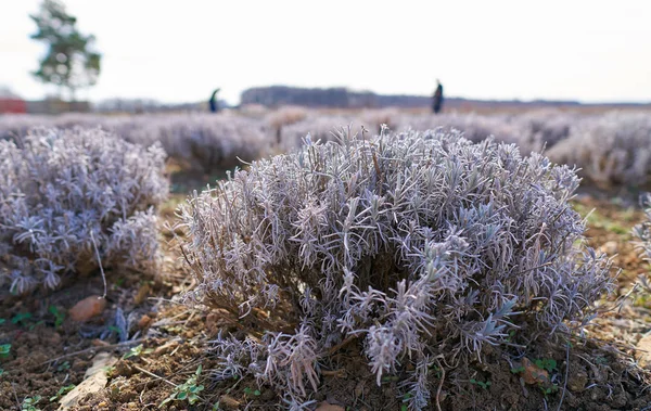 Cespugli Lavanda All Inizio Della Primavera Una Piantagione — Foto Stock