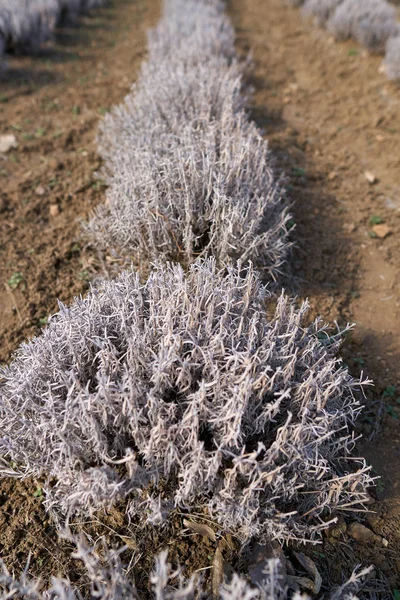 Arbustos Lavanda Principios Primavera Una Plantación — Foto de Stock