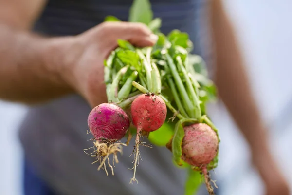 Agricultor Sosteniendo Montón Rábanos Rojos — Foto de Stock