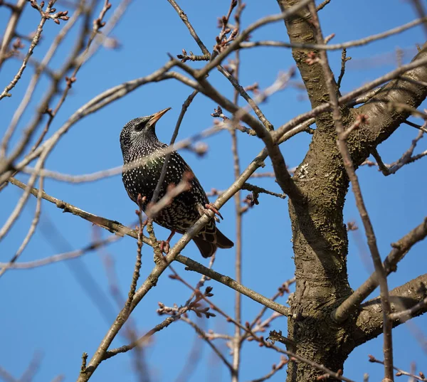 Gemensamma Starling Sturnus Vulgaris Uppflugen Trädgrenar — Stockfoto