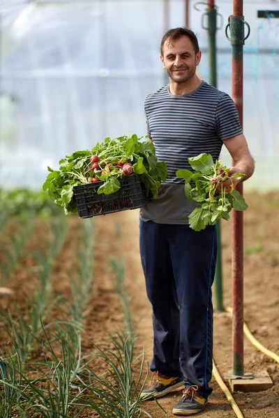 Agricultor Cosechando Rábanos Una Caja —  Fotos de Stock