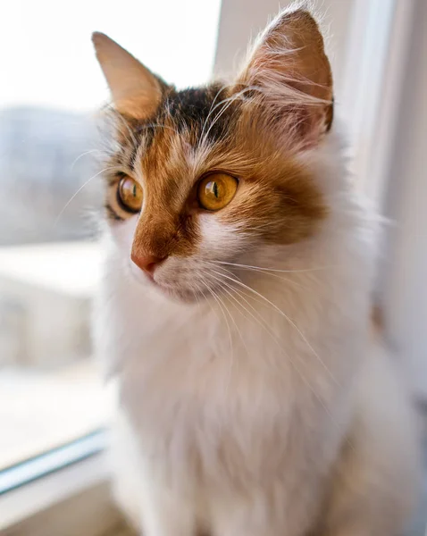 Gato Del Bosque Noruego Ventana Por Mañana — Foto de Stock