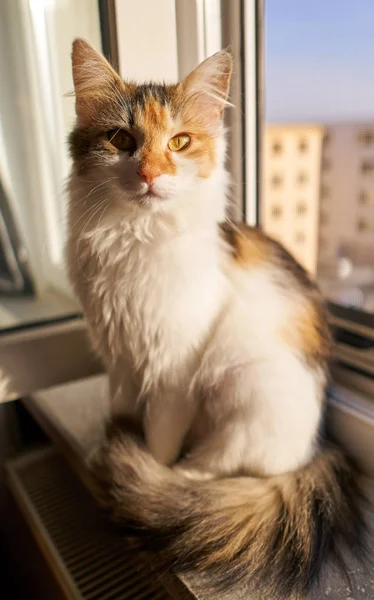 Norwegische Waldkatze Morgen Fenster — Stockfoto