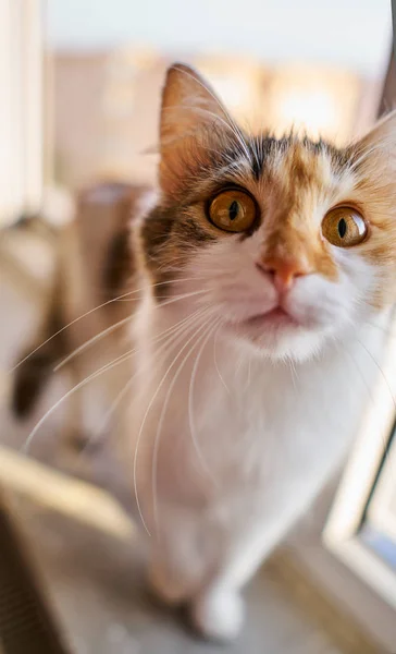 Gato Del Bosque Noruego Ventana Por Mañana — Foto de Stock