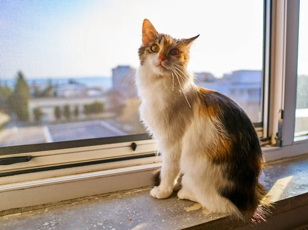 Gato Del Bosque Noruego Ventana Por Mañana — Foto de Stock