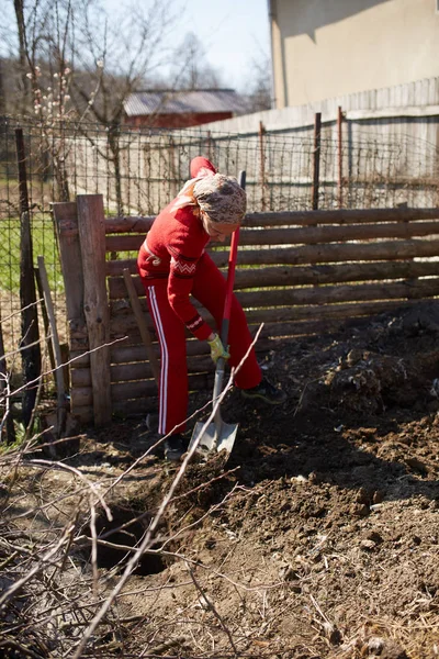 Bäuerin Gräbt Loch Für Baumpflanzung Garten — Stockfoto