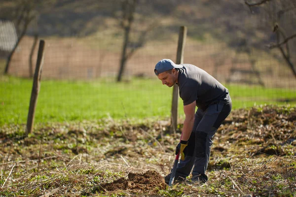 Fermier Plantant Noyer Dans Son Verger Jour — Photo