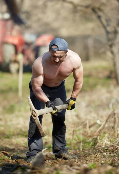 Starker Bauer Gräbt Loch Mit Spitzhacke Für Walnussbaumpflanzung — Stockfoto