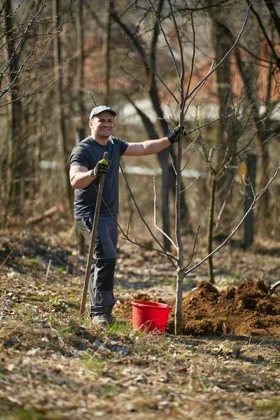 昼間に彼の果樹園でクルミの木を植える男性農民 — ストック写真