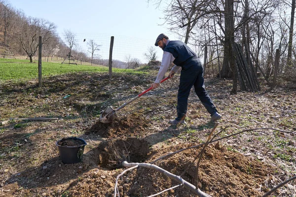 Maschio Agricoltore Piantare Noce Nel Suo Frutteto Giorno — Foto Stock