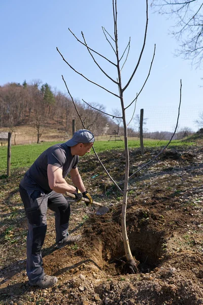 昼間に彼の果樹園でクルミの木を植える男性農民 — ストック写真