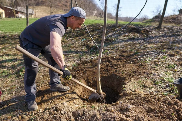Homem Agricultor Plantando Nogueira Seu Pomar Durante Dia — Fotografia de Stock