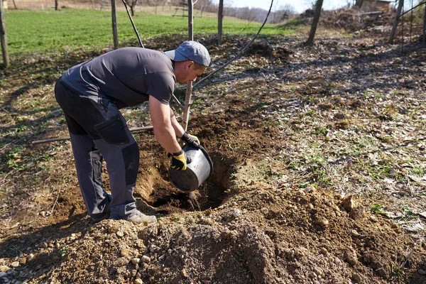 Homem Agricultor Plantando Nogueira Seu Pomar Durante Dia — Fotografia de Stock