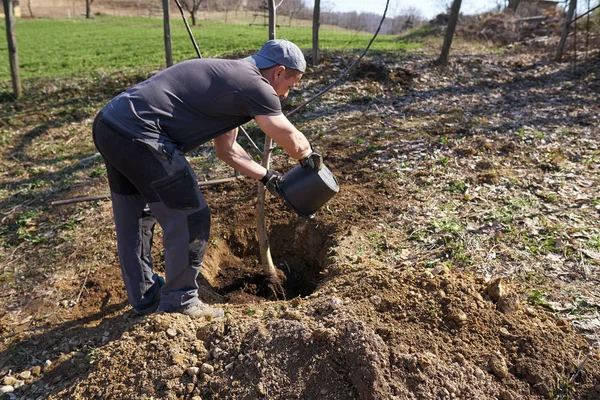 昼間に彼の果樹園でクルミの木を植える男性農民 — ストック写真