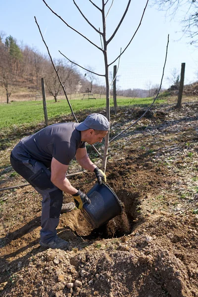 Homem Agricultor Plantando Nogueira Seu Pomar Durante Dia — Fotografia de Stock