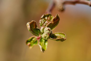 Meyve bahçesinde elma ağacı çiçekler ve tomurcuklar makro çekim