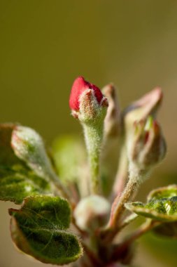 Meyve bahçesinde elma ağacı çiçekler ve tomurcuklar makro çekim