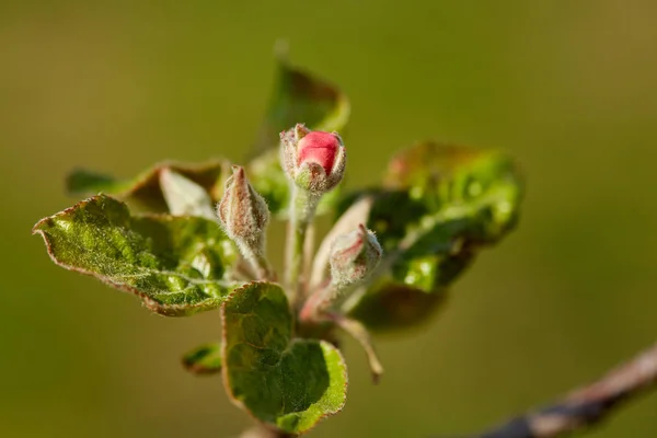 Macro Shot Fleurs Bourgeons Pommiers Dans Verger — Photo