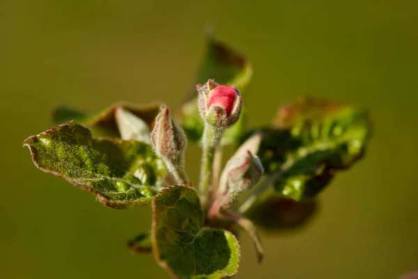 Meyve Bahçesinde Elma Ağacı Çiçekler Tomurcuklar Makro Çekim — Stok fotoğraf