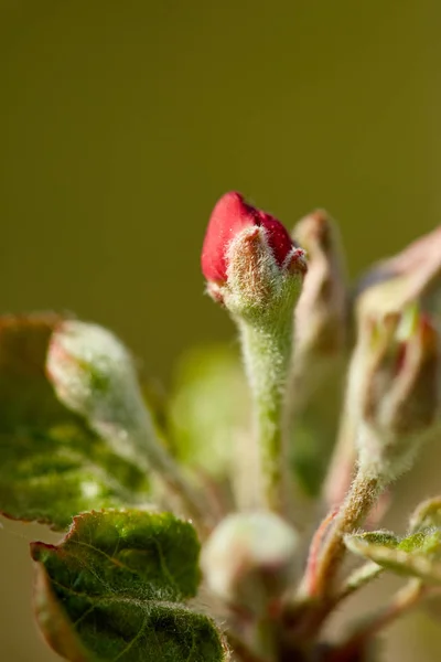 Macro Shot Fleurs Bourgeons Pommiers Dans Verger — Photo