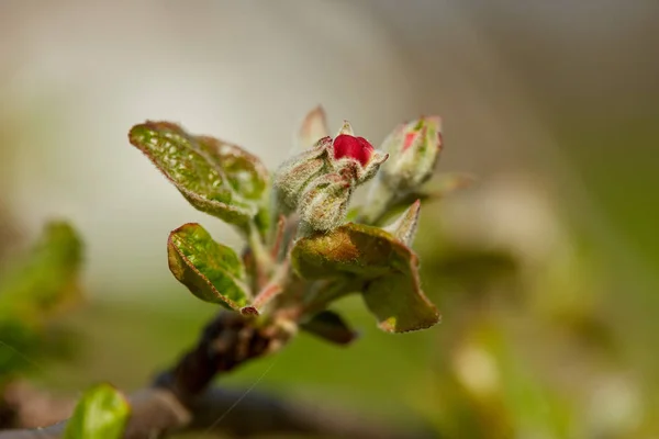 Macro Shot Fleurs Bourgeons Pommiers Dans Verger — Photo